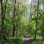 Piggy Bank Patrol- gratuit